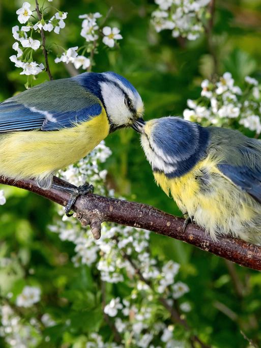  Blaumeise, Blau-Meise Parus caeruleus, Cyanistes caeruleus, auf einem Ast sitzendes Paar bei der Futteruebergabe, Seitenansicht, Deutschland, NRW blue tit Parus caeruleus, Cyanistes caeruleus, pair perches on a branch and making food passing, side view, Germany, North Rhine-Westphalia BLWS605724 Copyright: xblickwinkel/R.xWilkenx