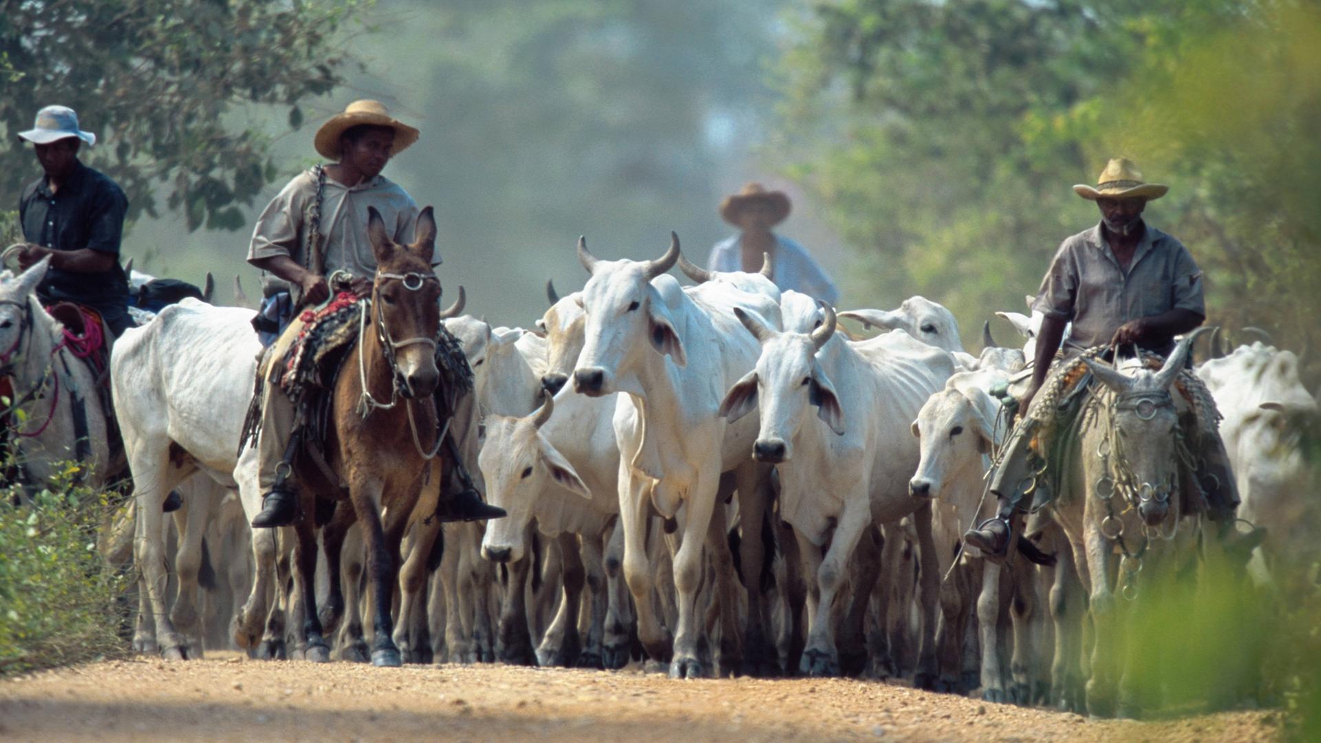 Kuhhirten mit einer Herde Brahminenrinder (Brahmen-Rind/Bos primigenius f. taurus) in Brasilien. 