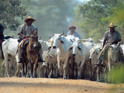 Kuhhirten mit einer Herde Brahminenrinder (Brahmen-Rind/Bos primigenius f. taurus) in Brasilien. 