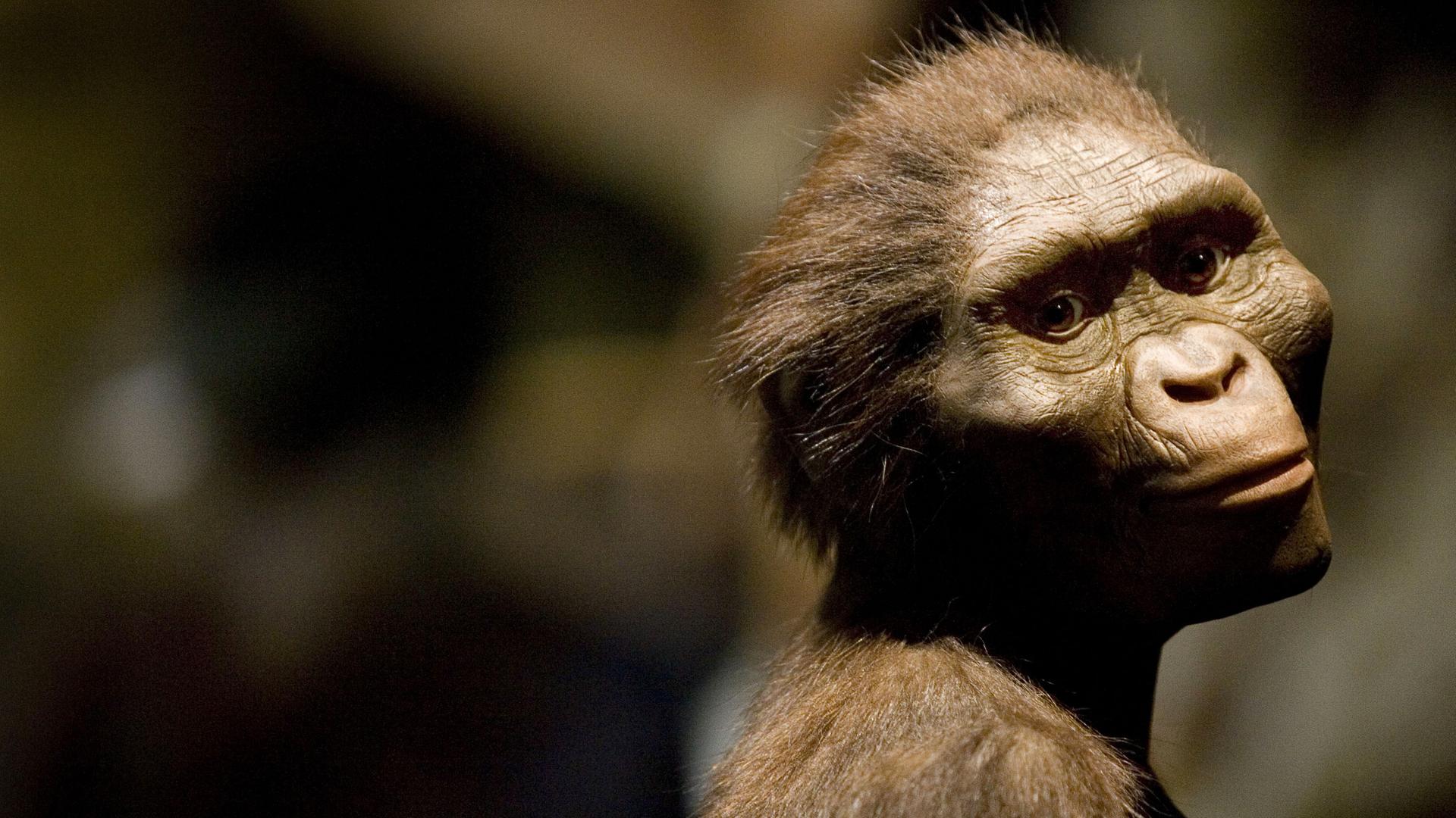 Die Darstellung vom Frühmenschen „Lucy“ im Museum of Natural Science in Houston, Texas.