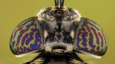 Ein Detailfoto zeigt den Kopf einer Schwarze Soldatenfliege in Nahaufnahme.