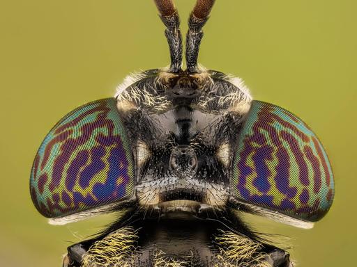 Ein Detailfoto zeigt den Kopf einer Schwarze Soldatenfliege in Nahaufnahme.