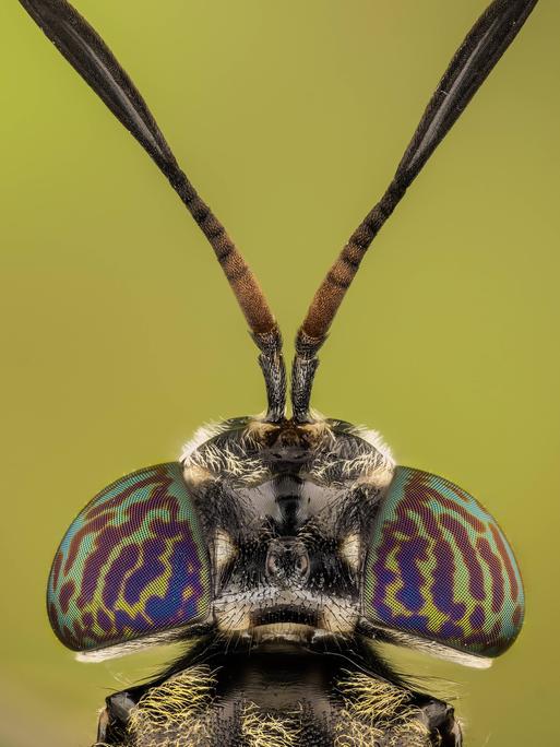 Ein Detailfoto zeigt den Kopf einer Schwarze Soldatenfliege in Nahaufnahme.