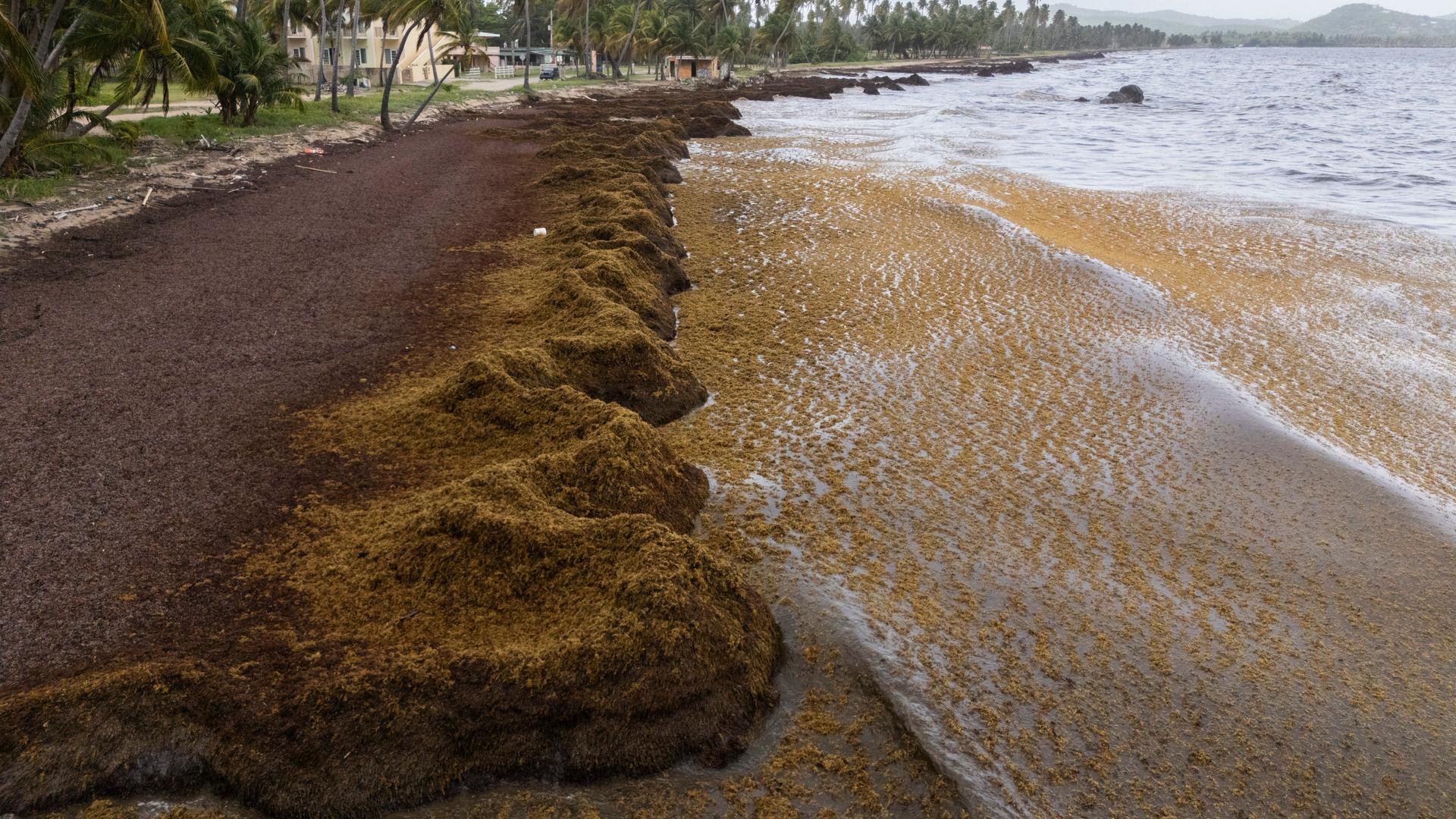 Große Mengen von Stachelalgen am Playa Lucía in Puerto Rico
