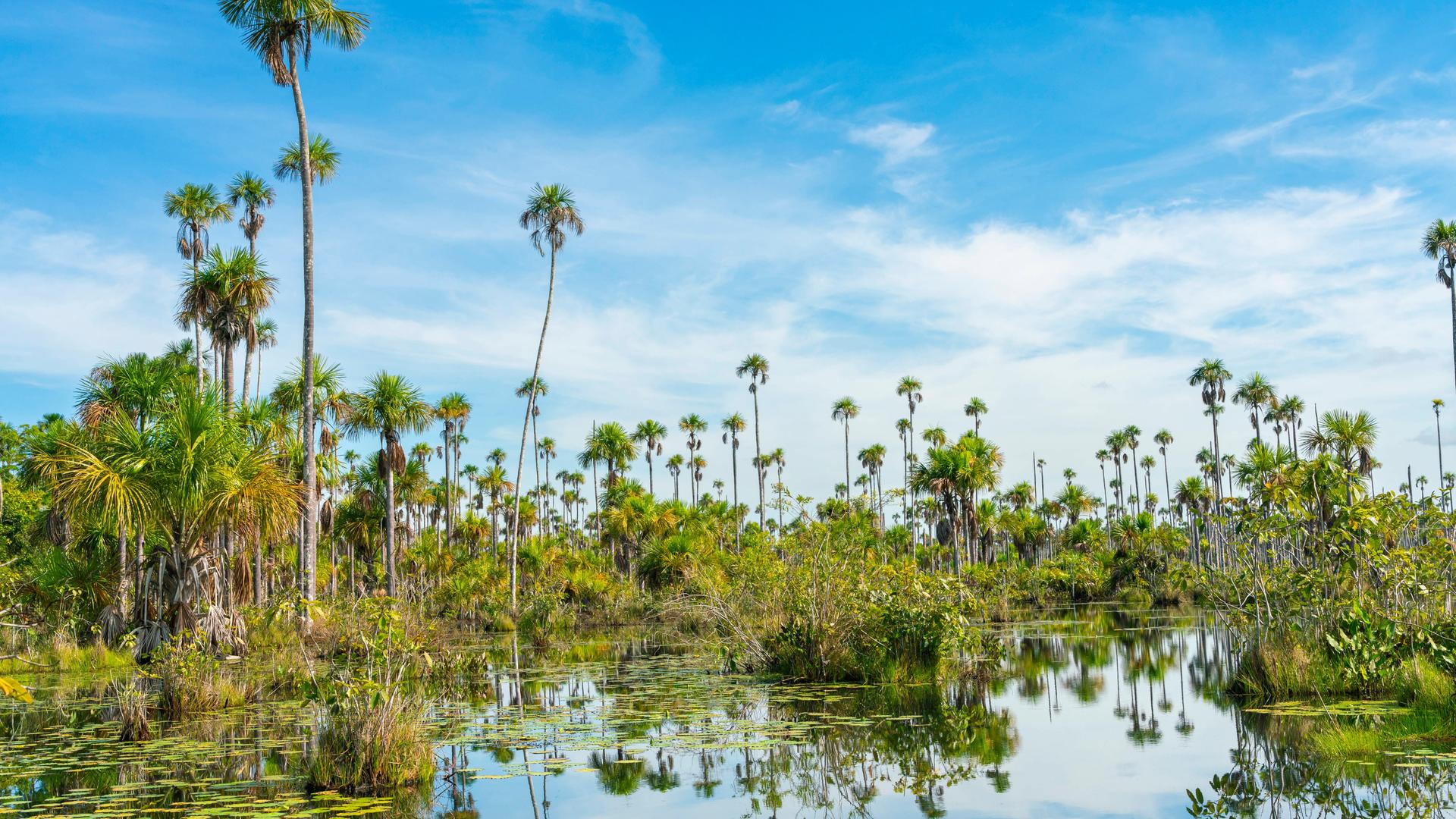 Die Landschaft in Peru ist reich an Pflanzen und Tieren. Jetzt hat man weitere bisher unbekannte Tierarten entdeckt.