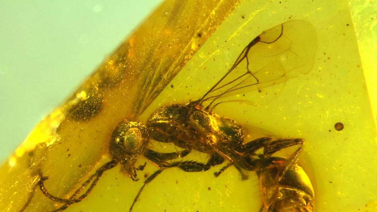 Eine leblose Wespe liegt in einem gelbschimmernden Bernstein eingeschlossen.