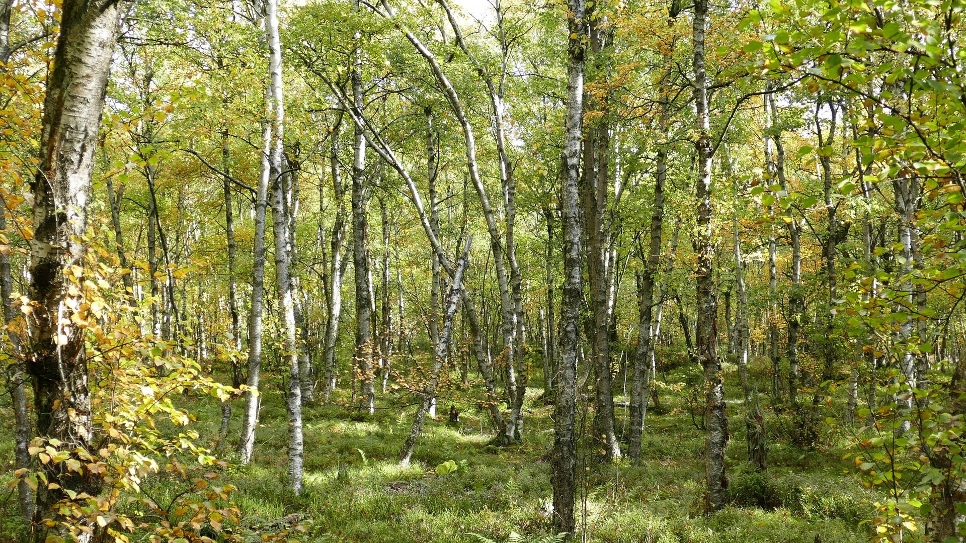 Ein Moor-Birkenwald im Roten Moor in der Röhn.