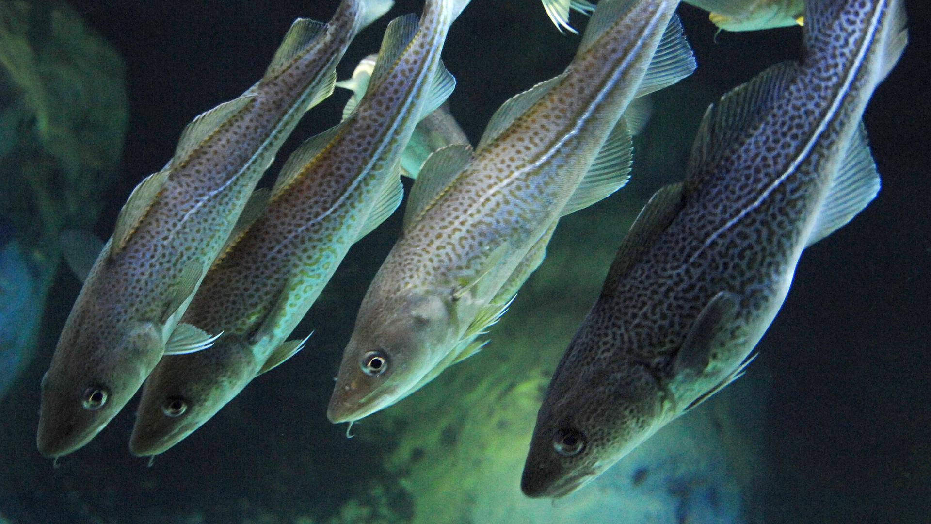 Dorsche schwimmen im Ozeaneum Stralsund im Aquarium.