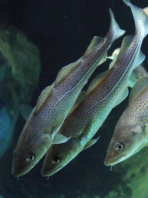 Dorsche schwimmen im Ozeaneum Stralsund im Aquarium.