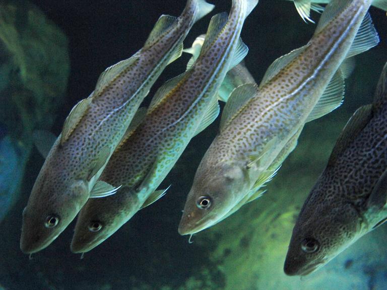 Dorsche schwimmen im Ozeaneum Stralsund im Aquarium.