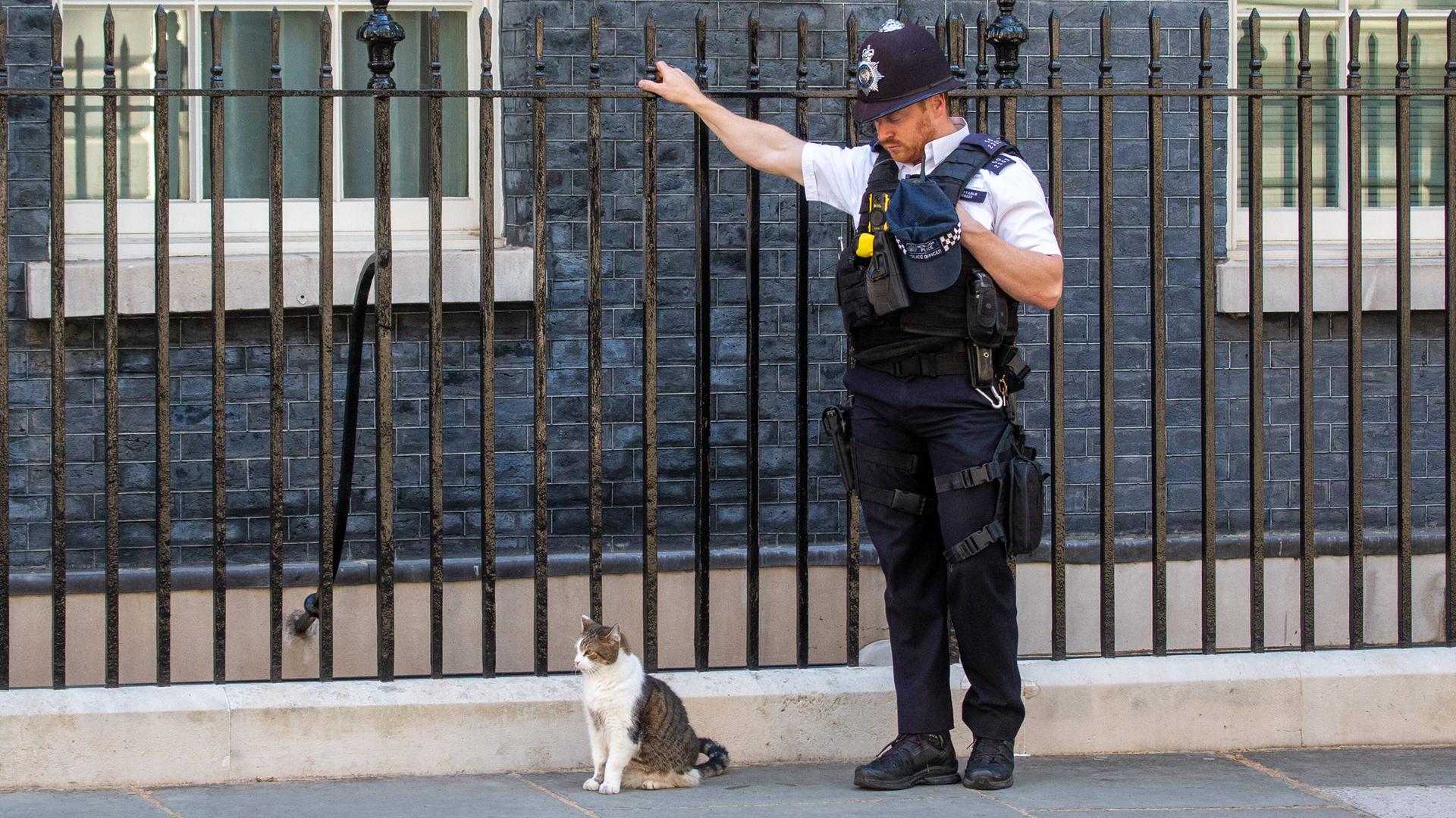 Die Katze des britischen Premiers Boris Johnson, Larry, vor dem Amtssitz in Downing Street 10. Wer zieht da demnächst ein? Die Katze des britischen Premiers Boris Johnson, Larry, vor dem Amtssitz in Downing Street 10. Wer zieht da demnächst ein?