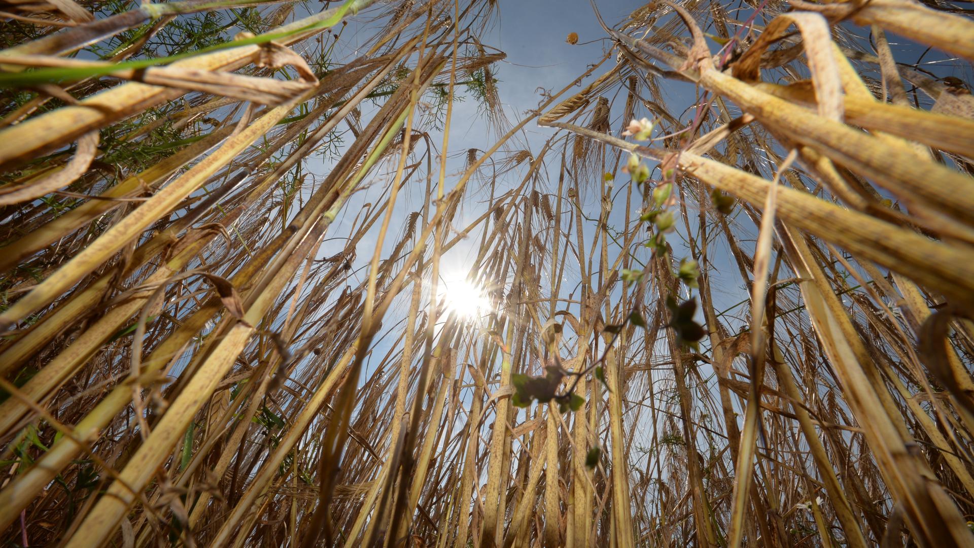 Ein Mischanbau aus Sommergerste, Hafer und Erbsen, aufgenommen am 09.07.2013 bei Puschendorf (Bayern) bei einer Erntepressefahrt. Foto: Timm Schamberger/dpa ++