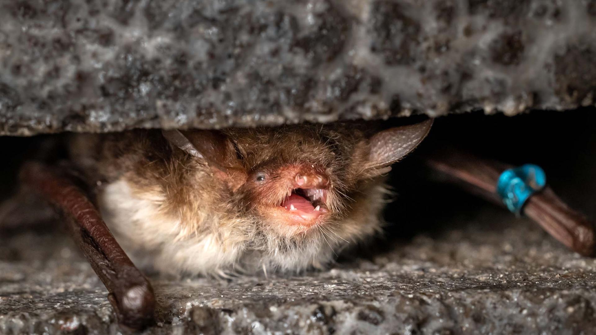 Das Bild zeigt eine Fledermaus in einem Versteck.