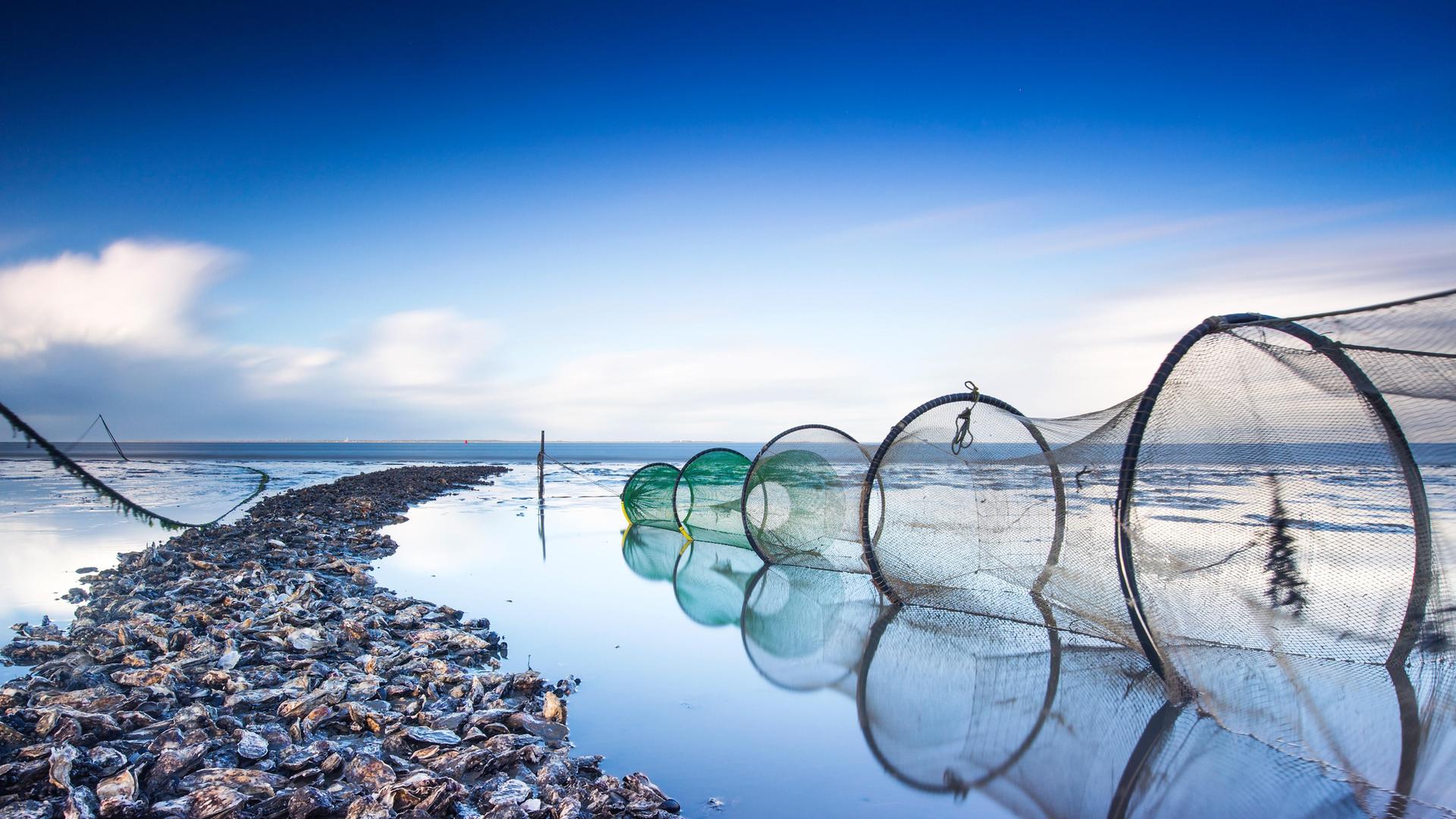 Eine Reuse in Lauwersoog im niederländischen Wattenmeer 