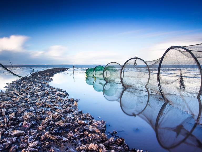 Eine Reuse in Lauwersoog im niederländischen Wattenmeer 