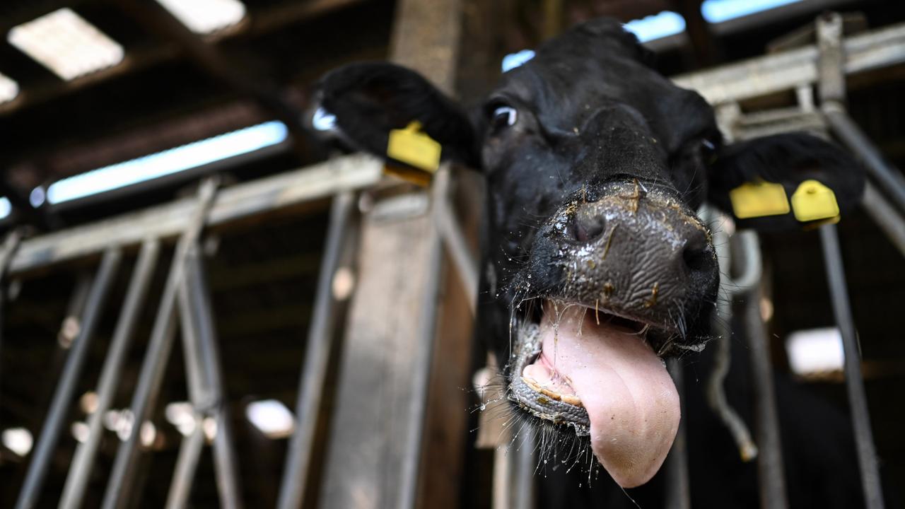 Eine mit der Blauzungenkrankheit infizierte Kuh steht im Stall. Ihre Zunge hängt aus ihrem Maul. 