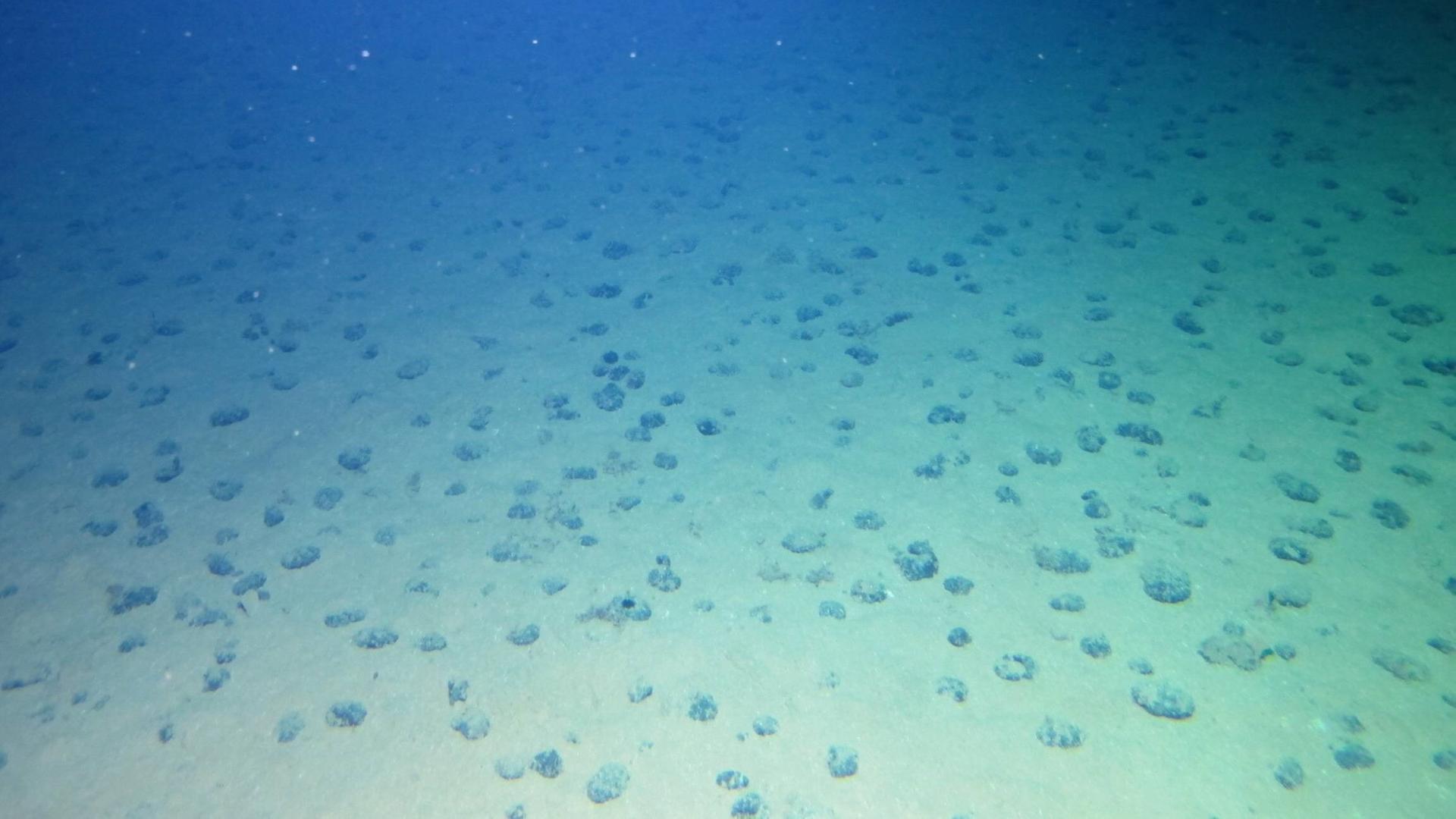 Der Meeresgrund des Pazifischen Ozeans mit vielen kleinen Muscheln