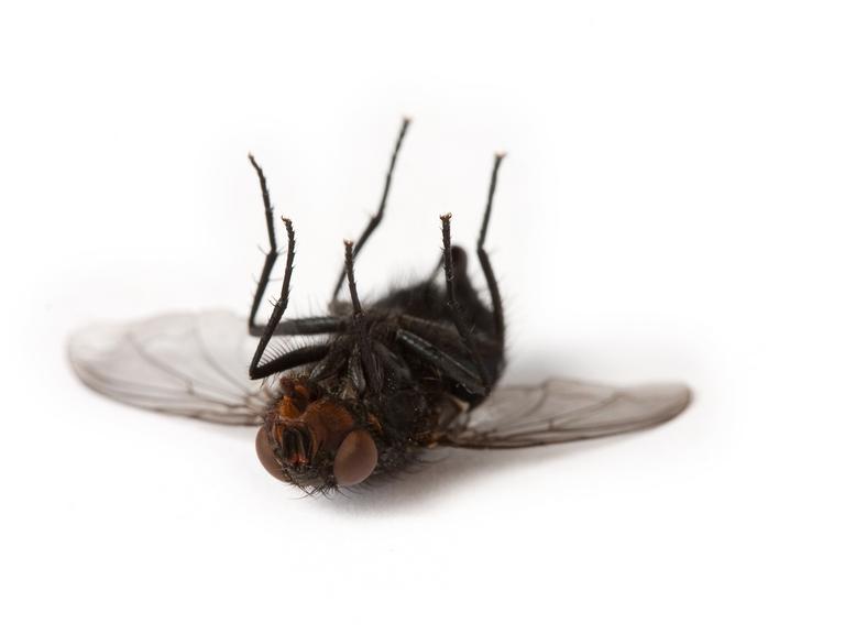 Eine tote Fliege liegt auf ihrem Rücken.