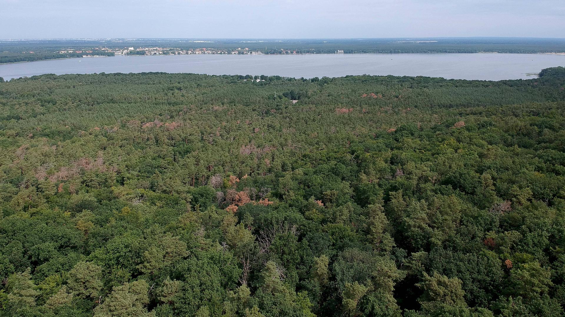 Luftaufnahme einer Waldfläche mit Blick auf den Mueggelsee. Luftaufnahme einer Waldfläche mit Blick auf den Mueggelsee.