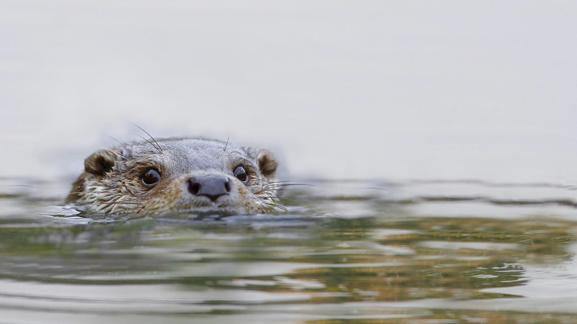 Ein Fischotter schwimmt mit dem Kopf über der Wasseroberfläche.