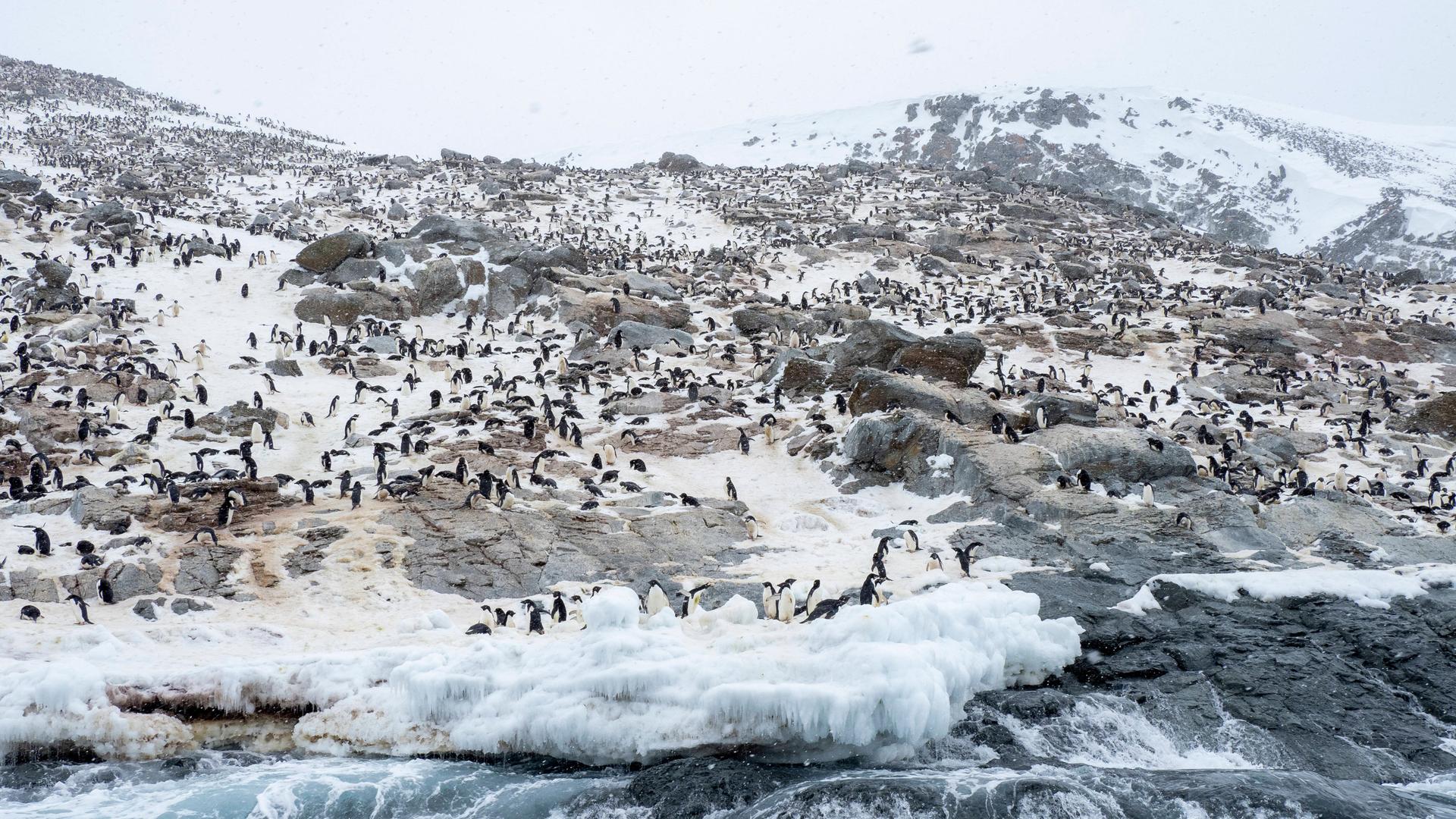 Eine riesige Brutkolonie von Pinguinen auf dem Eis einer der Danger-Inseln. Eine riesige Brutkolonie von Pinguinen auf dem Eis einer der Danger-Inseln.