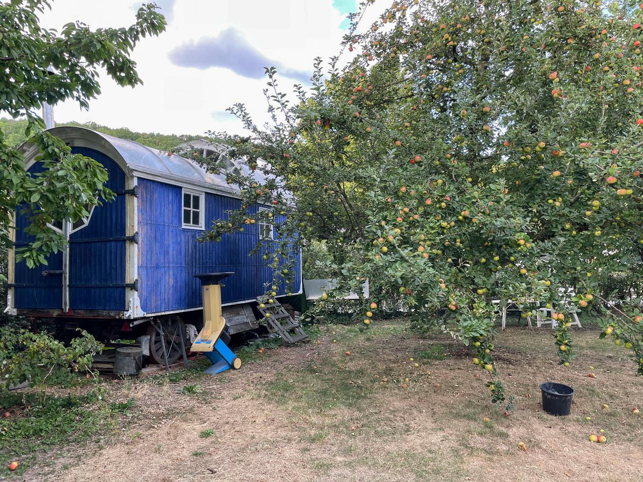 Blauer Bauwagen hinter einem Apfelbaum mit reifen Früchten in einem Garten