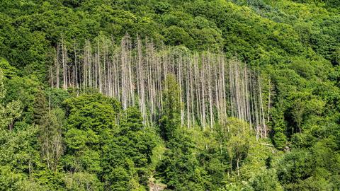 Fichten, abgestorben durch Borkenkäfer Befall, inmitten eines gesunden, intakten Laubwalds im Sauerland.