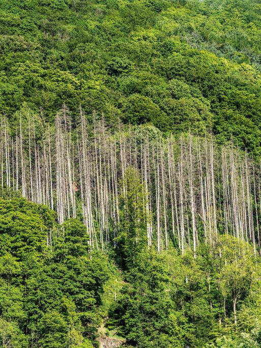 Fichten, abgestorben durch Borkenkäfer Befall, inmitten eines gesunden, intakten Laubwalds im Sauerland.