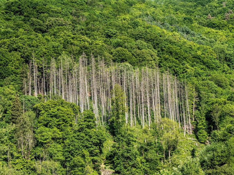 Fichten, abgestorben durch Borkenkäfer Befall, inmitten eines gesunden, intakten Laubwalds im Sauerland.