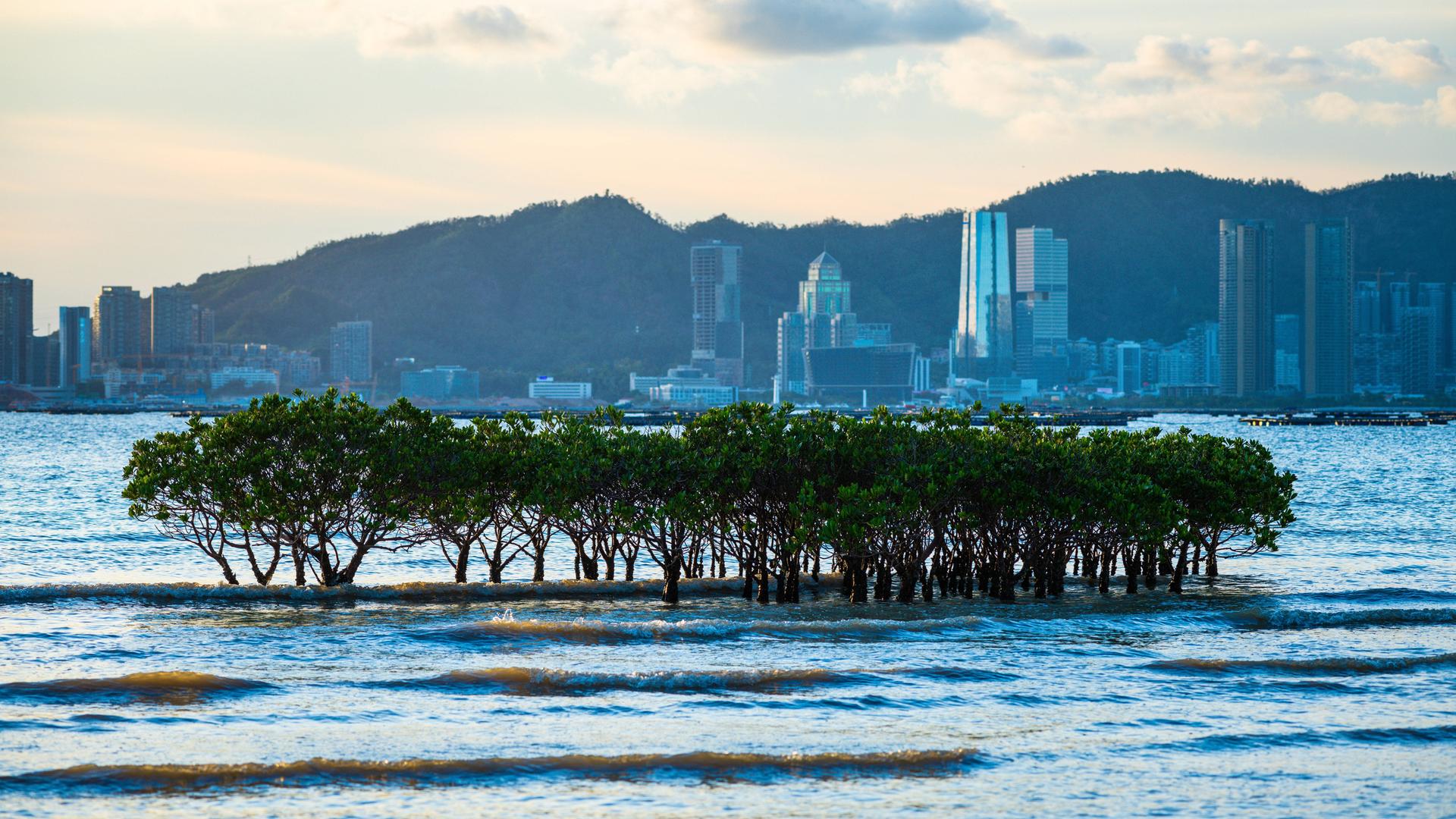 Im Meer vor der chinesischen Stadt Shenzen mit ihren Hochhäusern stehen einige Mangroven. Im Meer vor der chinesischen Stadt Shenzen mit ihren Hochhäusern stehen einige Mangroven.