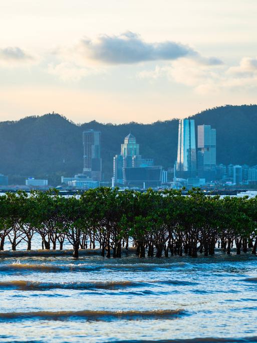 Im Meer vor der chinesischen Stadt Shenzen mit ihren Hochhäusern stehen einige Mangroven. Im Meer vor der chinesischen Stadt Shenzen mit ihren Hochhäusern stehen einige Mangroven.