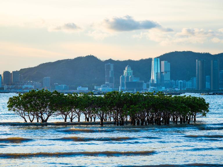 Im Meer vor der chinesischen Stadt Shenzen mit ihren Hochhäusern stehen einige Mangroven. Im Meer vor der chinesischen Stadt Shenzen mit ihren Hochhäusern stehen einige Mangroven.