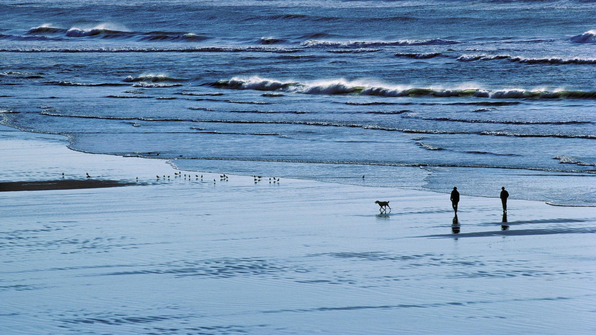 Zwei Menschen und ein Hund gehen am Meeresstrand spazieren.