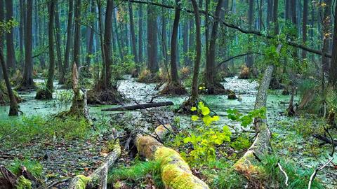 Ein Moor im Biospährenreservat Schorfheide-Chorin, ein Naturschutzgebiet.