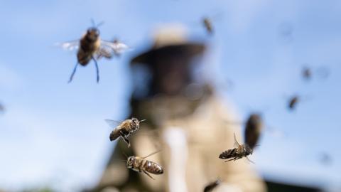 Honigbienen fliegen vor einer Imkerin vorbei, die im Bildhintergrund unscharf zu sehen ist.
