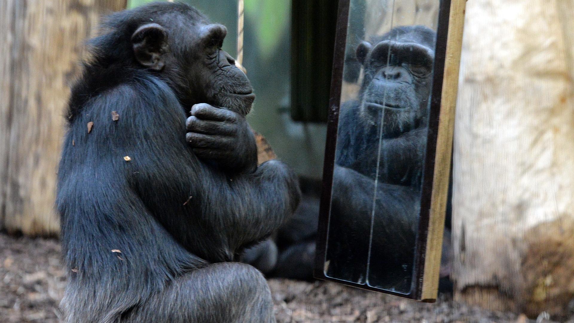 Ein Schimpanse spiegelt sich in einem Safari Park in Tschechien in einem Spiegel.