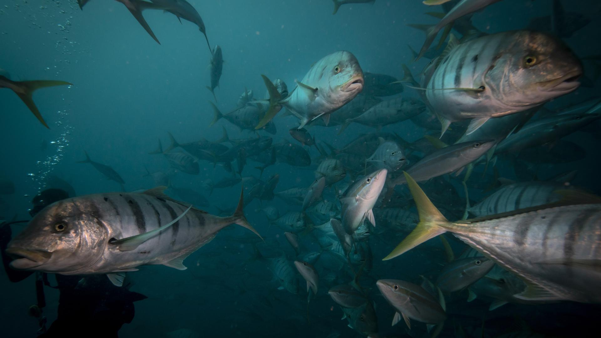 Mehre Fische schwimmen im Ozean an der Kamera vorbei.