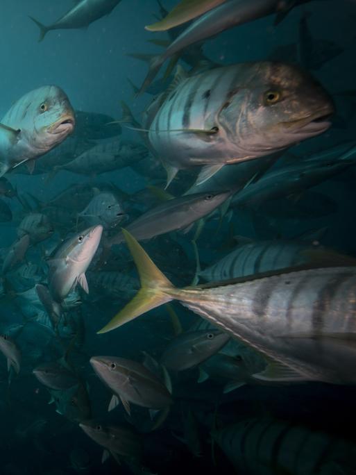 Mehre Fische schwimmen im Ozean an der Kamera vorbei.