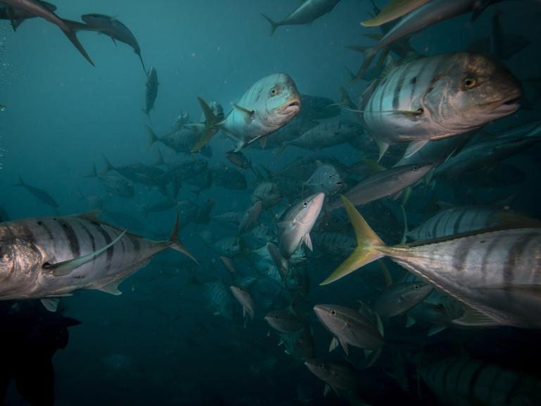 Mehre Fische schwimmen im Ozean an der Kamera vorbei.