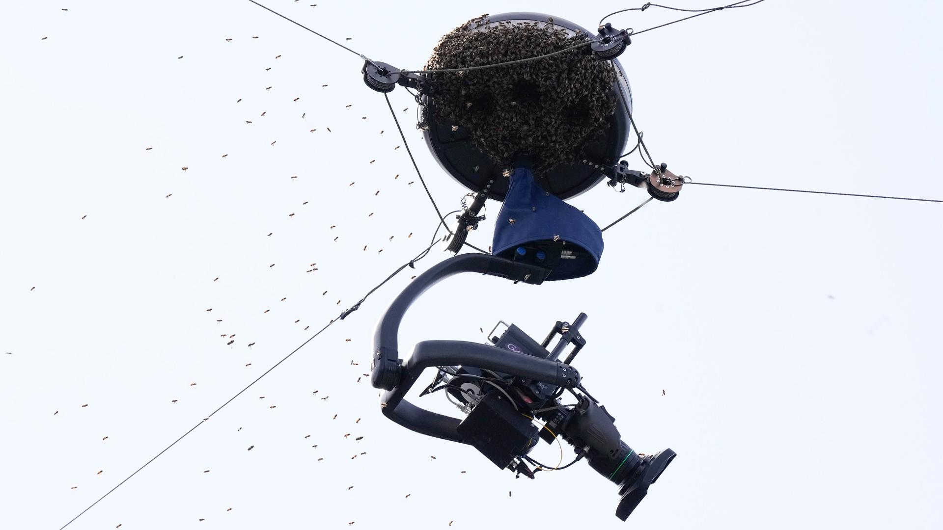 Bienen umschwirren eine Kamera während des Spiels.