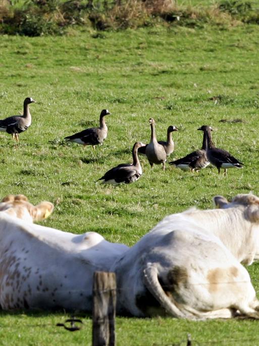 Wildgänse aus Osteuropa grasen auf einer Kuhweide mit einer Michkuh zusammen.