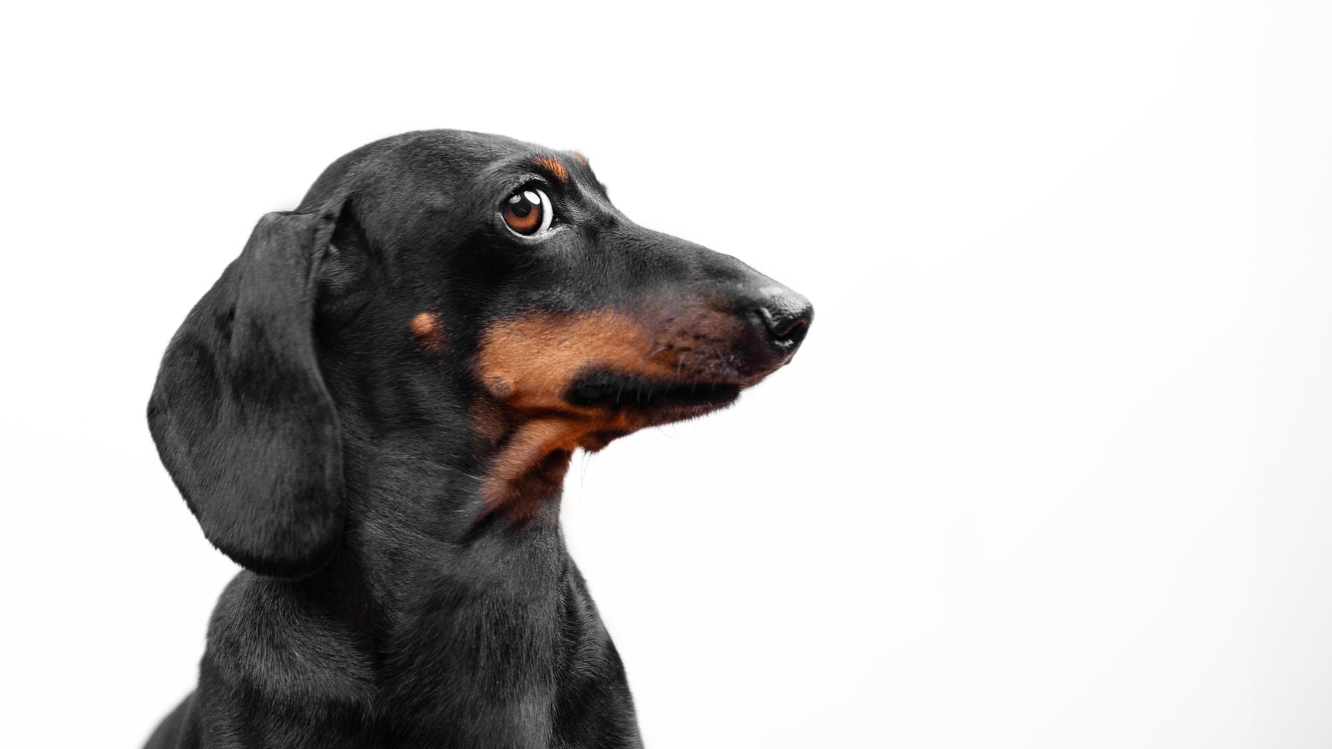 Profil eines Dackels, lustiger Welpe, der bei einem Fotoshooting posiert, und mit gerissenem Blick zur Seite schaut, als hätte er einen geheimen Plan, den er gerade ausheckt Profil eines Dackels, lustiger Welpe, der bei einem Fotoshooting posiert, und mit gerissenem Blick zur Seite schaut, als hätte er einen geheimen Plan, den er gerade ausheckt