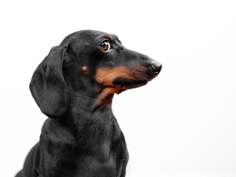 Profil eines Dackels, lustiger Welpe, der bei einem Fotoshooting posiert, und mit gerissenem Blick zur Seite schaut, als hätte er einen geheimen Plan, den er gerade ausheckt