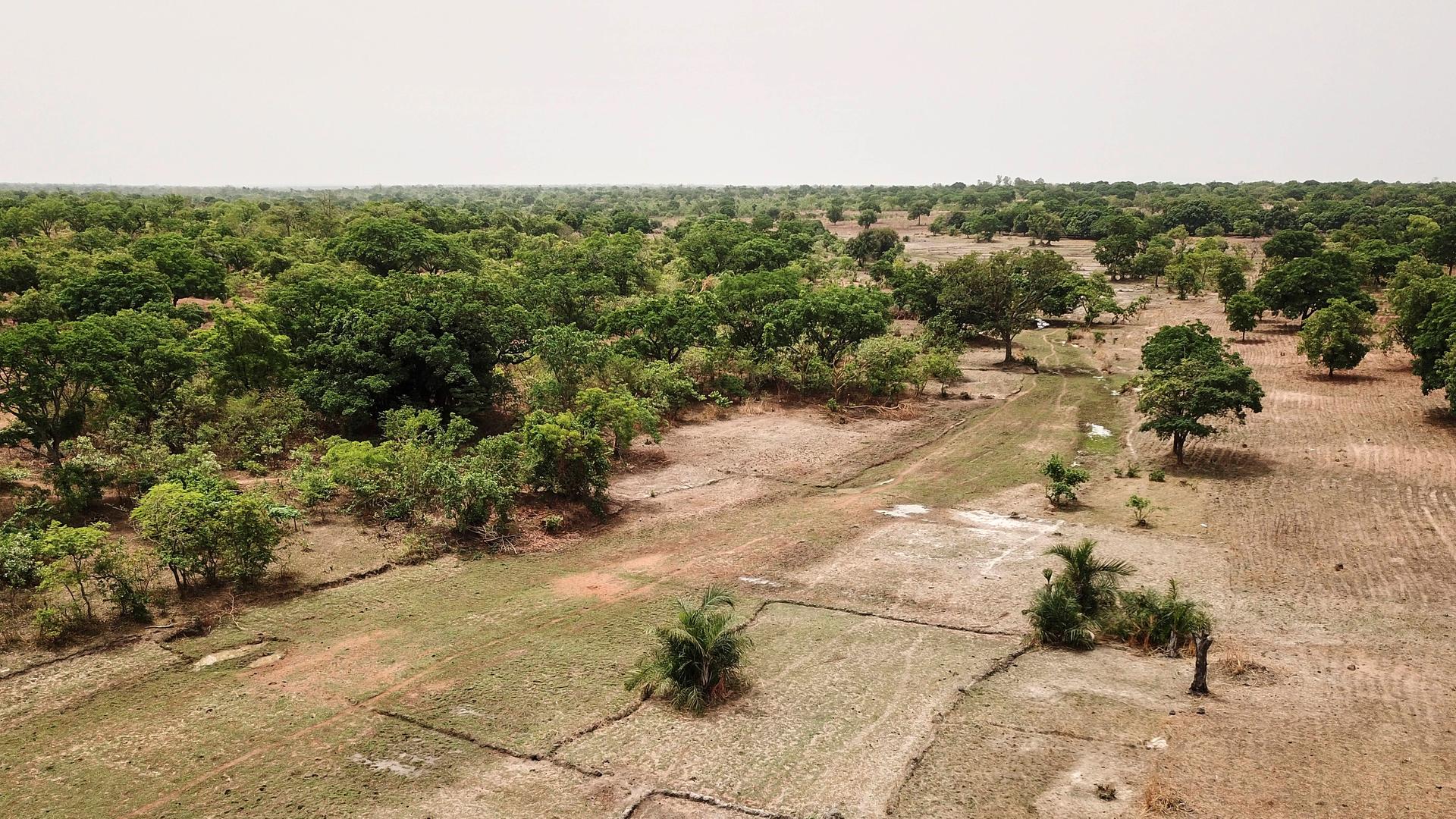 In der Sahelzone in Mali gepflanzte Bäume und Pflanzen.