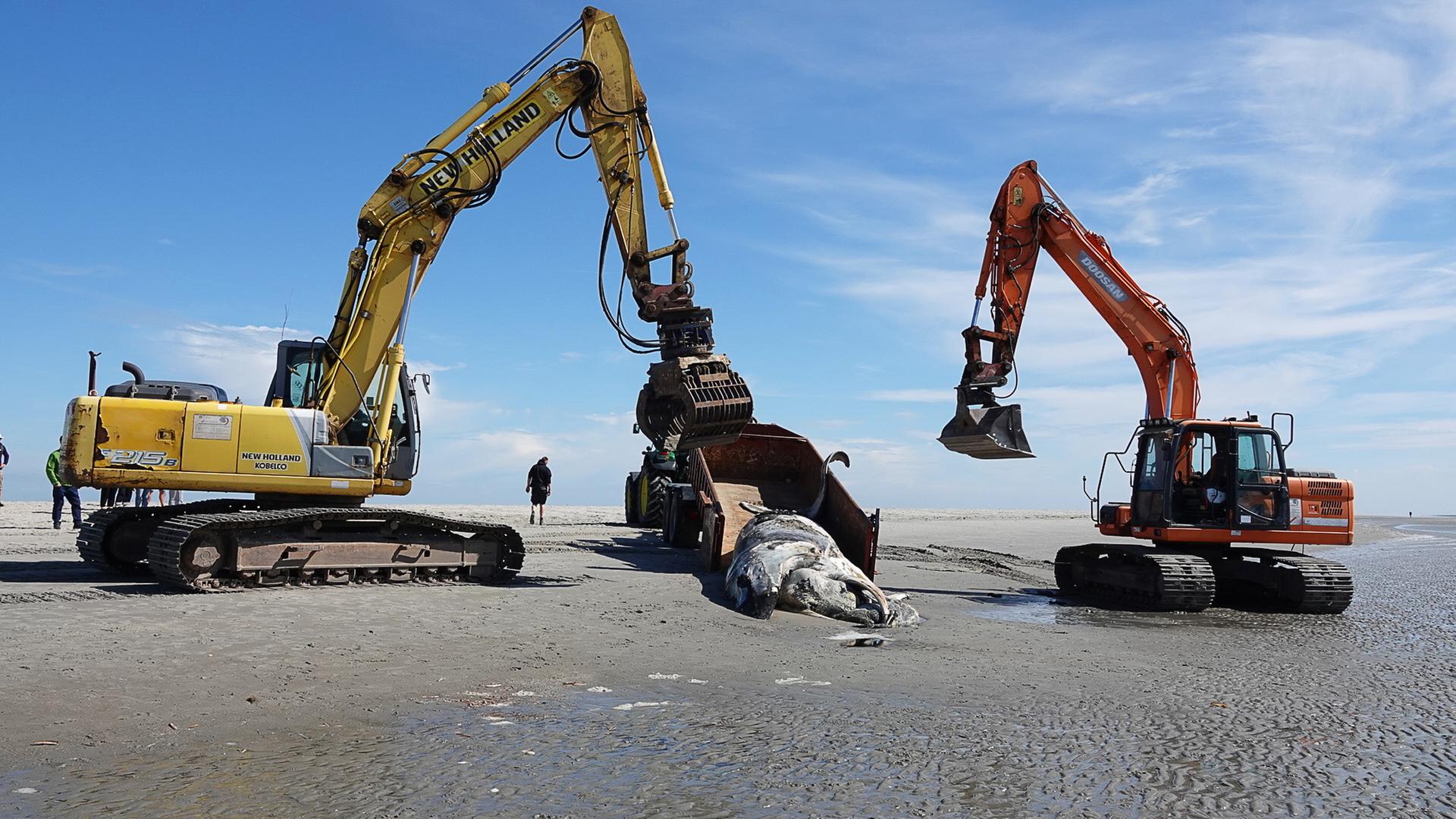 Dieses vom Landesbetrieb für Küstenschutz, Nationalpark und Meeresschutz Schleswig-Holstein zur Verfügung gestellte Foto zeigt einen verendeten Buckelwal während der Bergung am Strand von Sankt Peter-Ording. Dieses vom Landesbetrieb für Küstenschutz, Nationalpark und Meeresschutz Schleswig-Holstein zur Verfügung gestellte Foto zeigt einen verendeten Buckelwal während der Bergung am Strand von Sankt Peter-Ording.