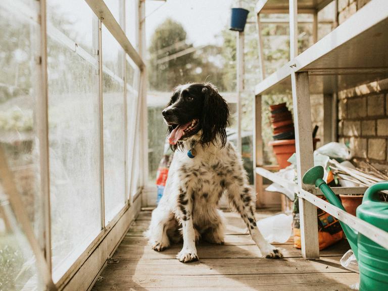 Ein englischer Setter-Hund in einem Gewächshaus.