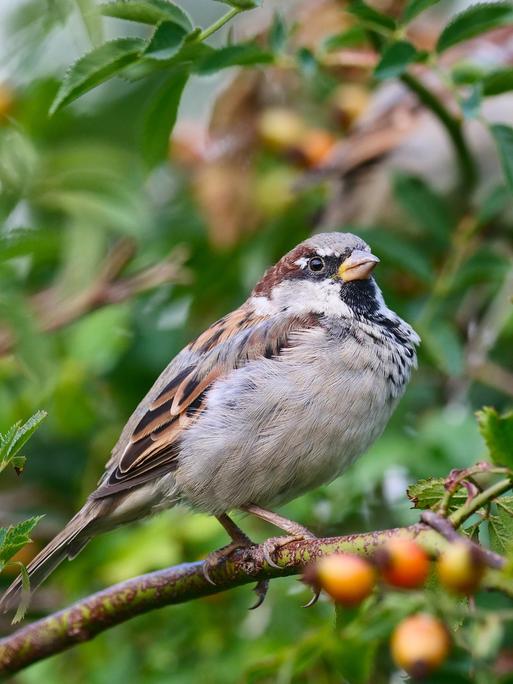  Ein kleiner Vogel mit grau-braunem Gefieder sitzt in einem Hagebuttenbusch. Es ist ein Haussperling. 