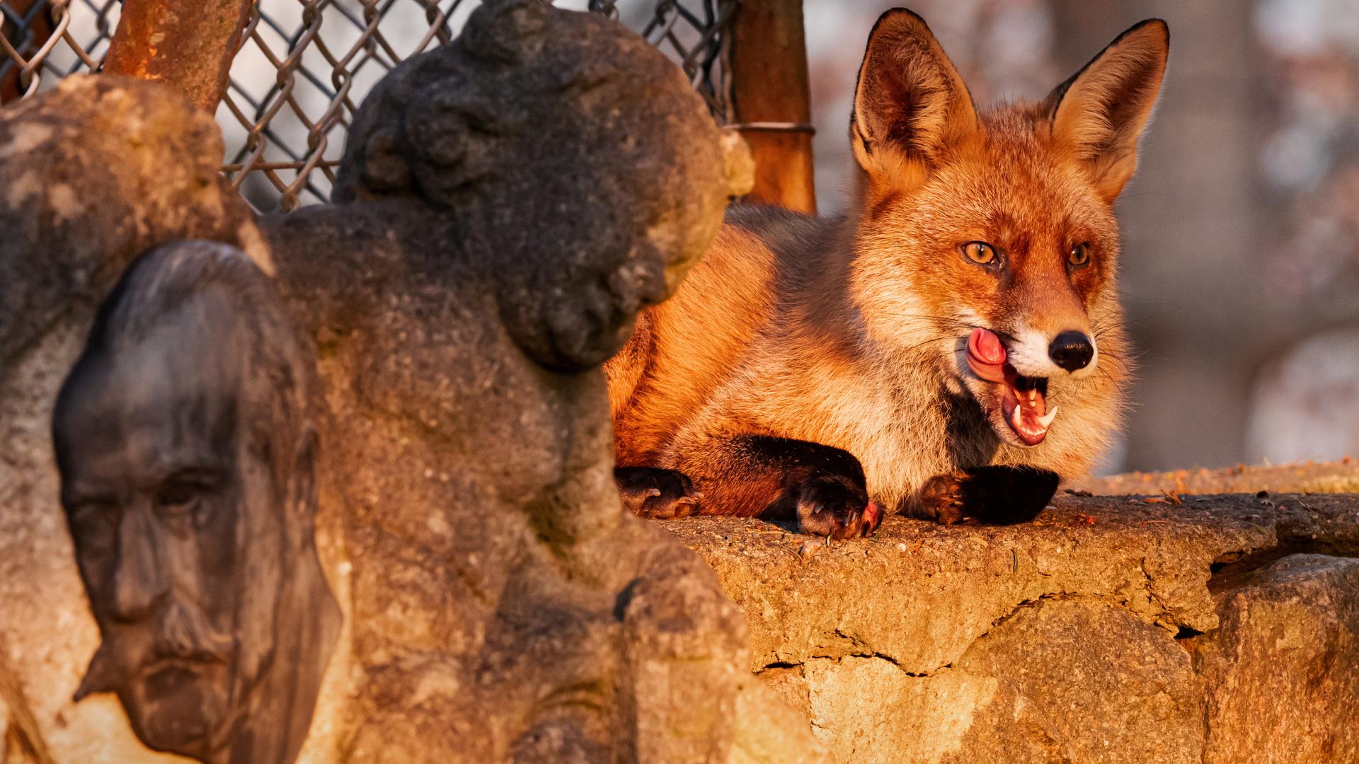 Ein Fuchs sitzt auf einer Berliner Friedhofsmauer und sonnt sich im Licht der tief stehenden Wintersonne. Dabei steckt er die Zunge heraus und leckt sich die Lefzen.