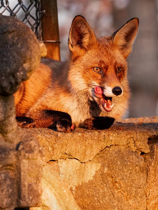 Ein Fuchs sitzt auf einer Berliner Friedhofsmauer und sonnt sich im Licht der tief stehenden Wintersonne. Dabei steckt er die Zunge heraus und leckt sich die Lefzen.