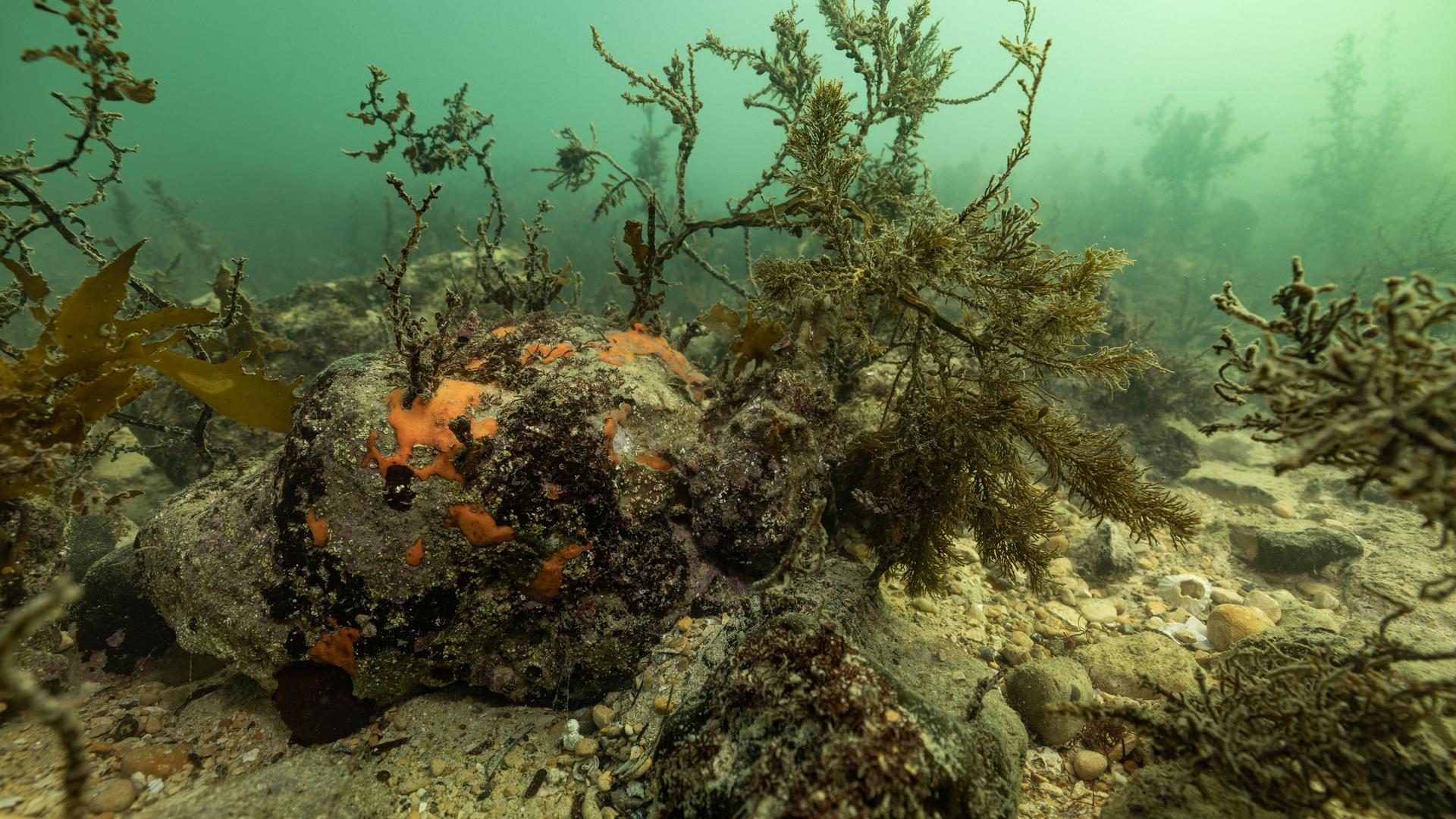 Dieses von Great Southern Reef Foundation am 8. Juli 2025 zur Verfügung gestellte Foto zeigt eine giftige Algenblüte, die bereits Tausende Fische und Meerestiere getötet hat.